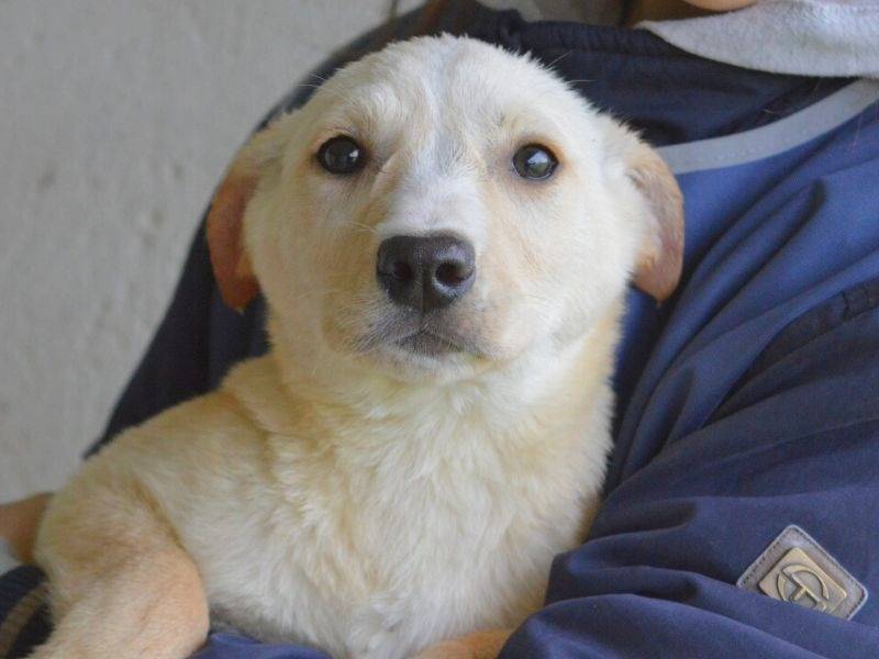 Foto dell'animale