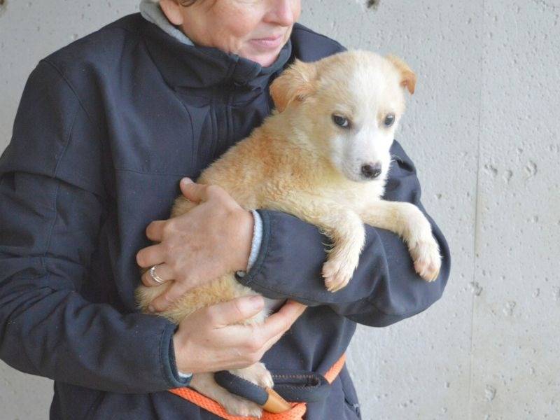 Vuoi adottare un cane a Roma?