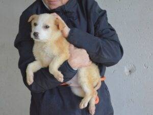 Adotta il cane SIMBAD a Roma