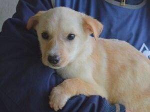 Adotta un cane, femmina, 6 mesi, Roma