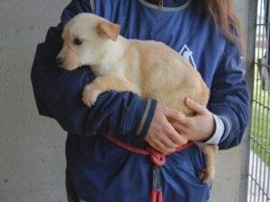 Adotta un cane, taglia media, femmina, Roma