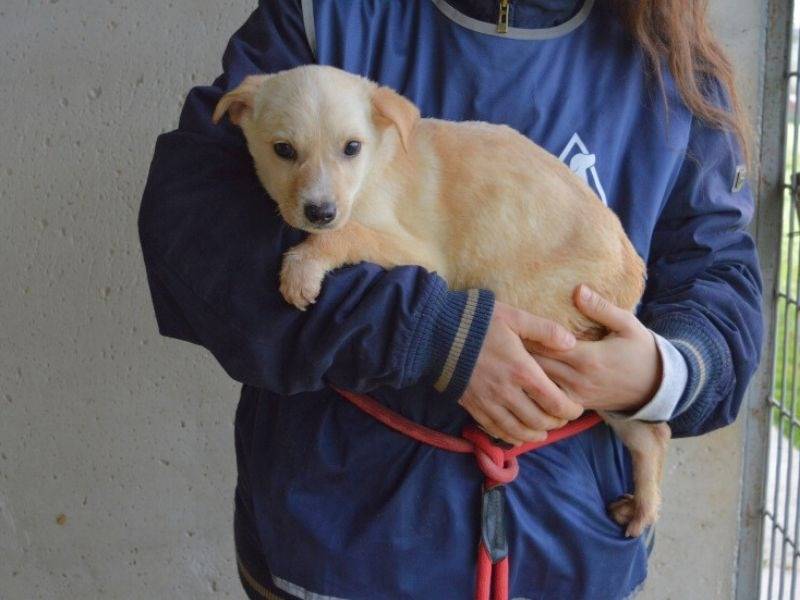Vuoi adottare un cane a Roma?