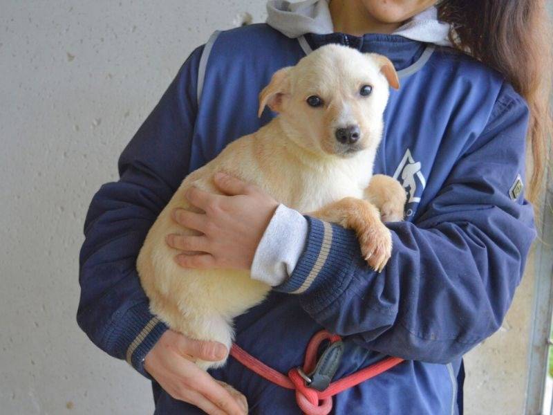 Adotta il cane SARALYN a Roma