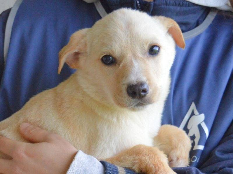 Adozione cane, femmina, Razza sconosciuta Razza sconosciuta, 6 mesi, taglia media, Roma