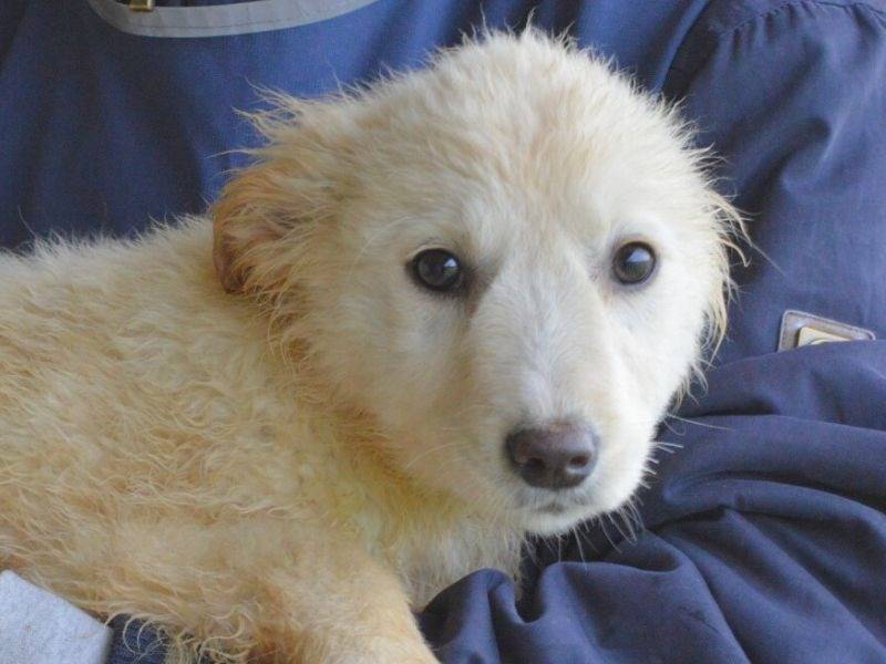 Adozione cane, femmina, Razza sconosciuta Razza sconosciuta, 4 mesi, taglia media, Roma