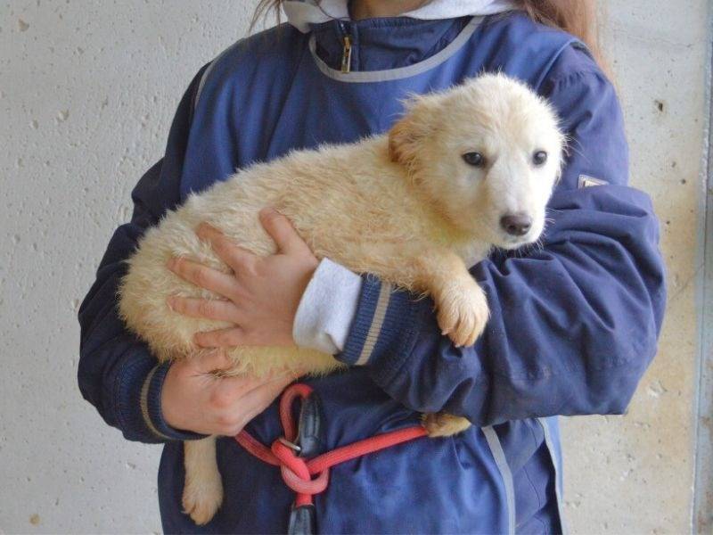 Vuoi adottare un cane a Roma?