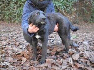 Adotta un cane, femmina, 8 mesi, Roma