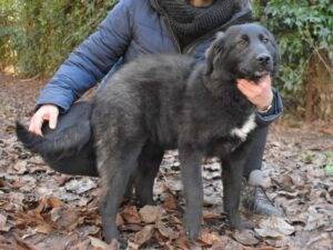 Adotta un cane, taglia media, femmina, Roma