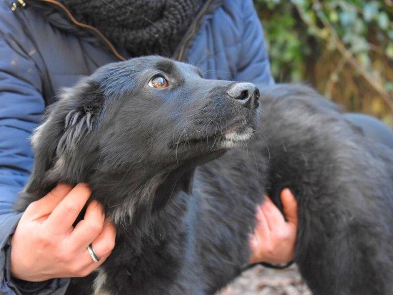 Vuoi adottare un cane a Roma?