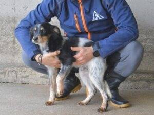 Adotta un cane, maschio, 6 mesi, Roma