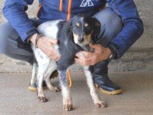 Adotta un cane, taglia media contenuta, maschio, Roma