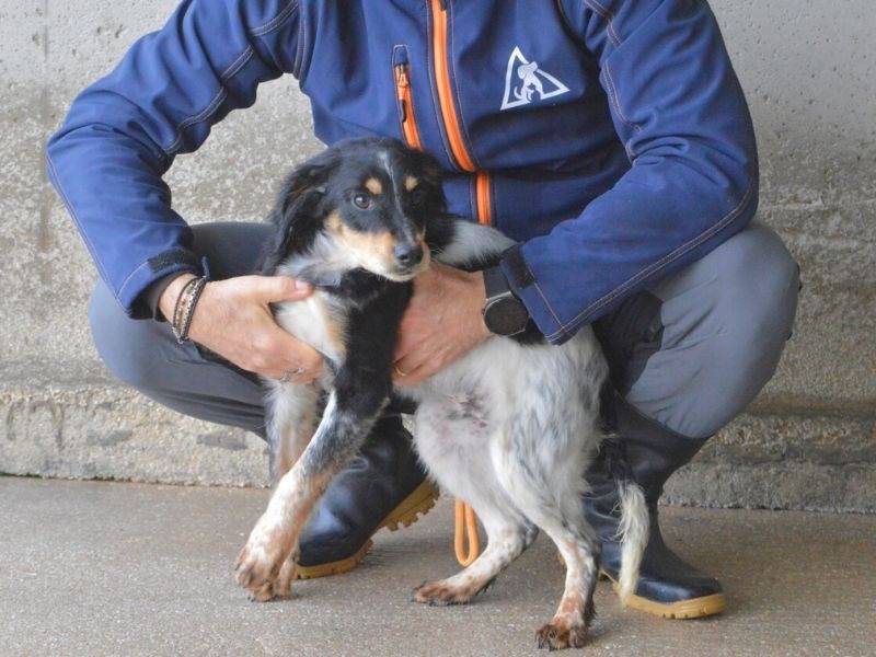 Vuoi adottare un cane a Roma?