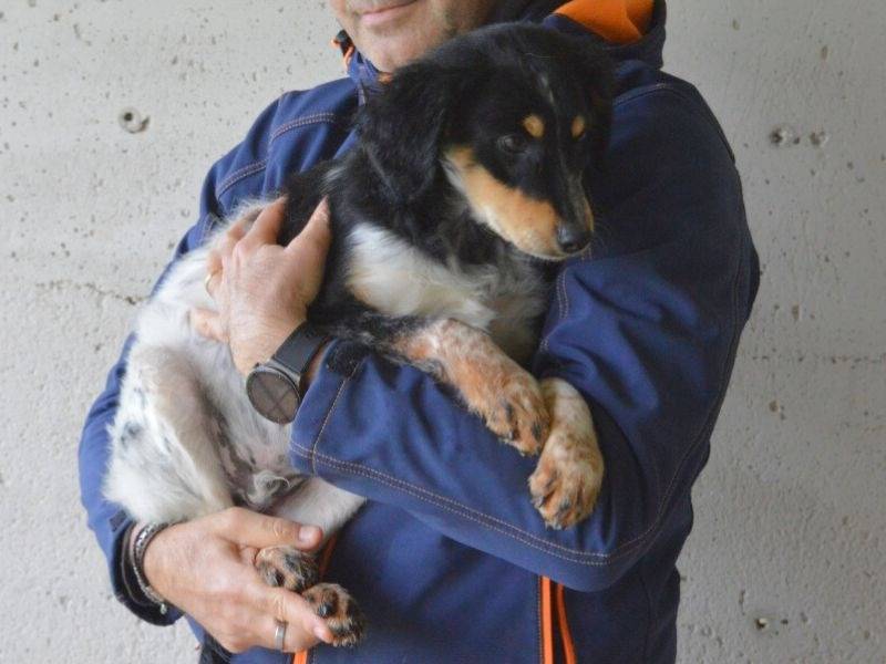Adotta il cane JORDON a Roma