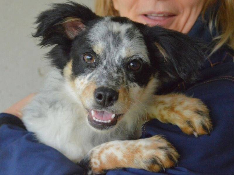 Adozione cane, femmina, Razza sconosciuta Razza sconosciuta, 6 mesi, taglia media contenuta, Roma