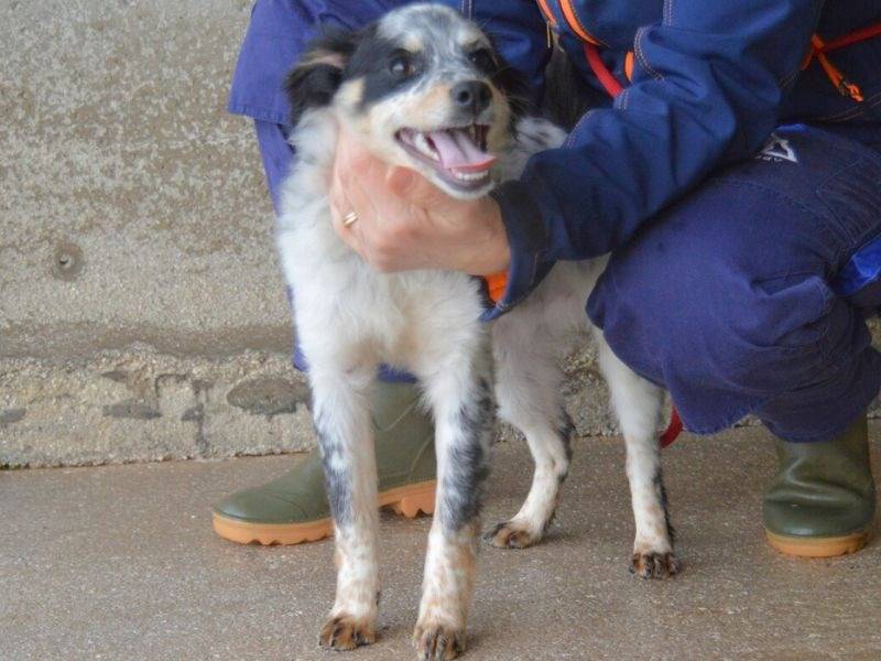 Vuoi adottare un cane a Roma?