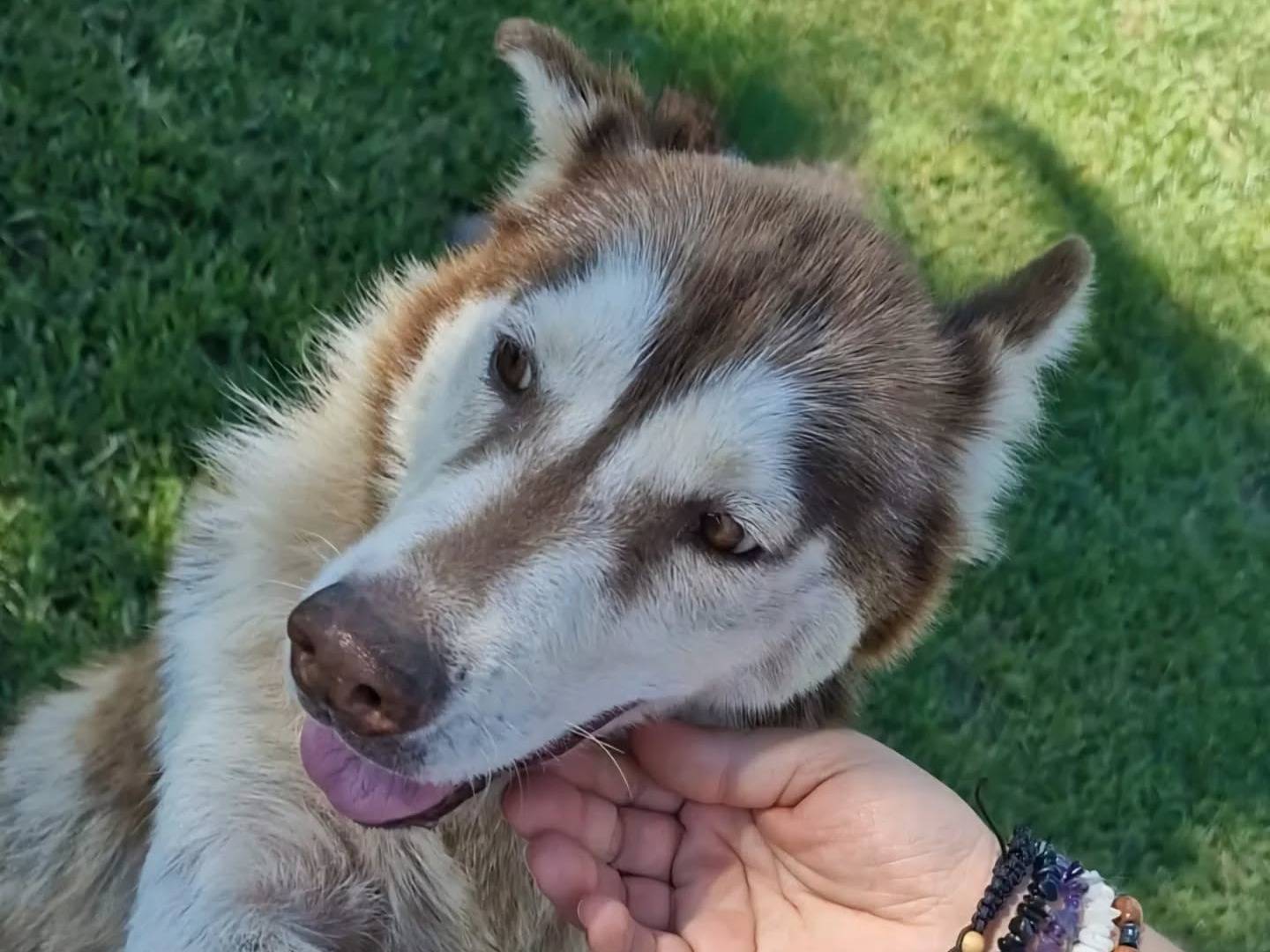 Adotta un cane, femmina, 8 anni  e 3 mesi , Napoli
