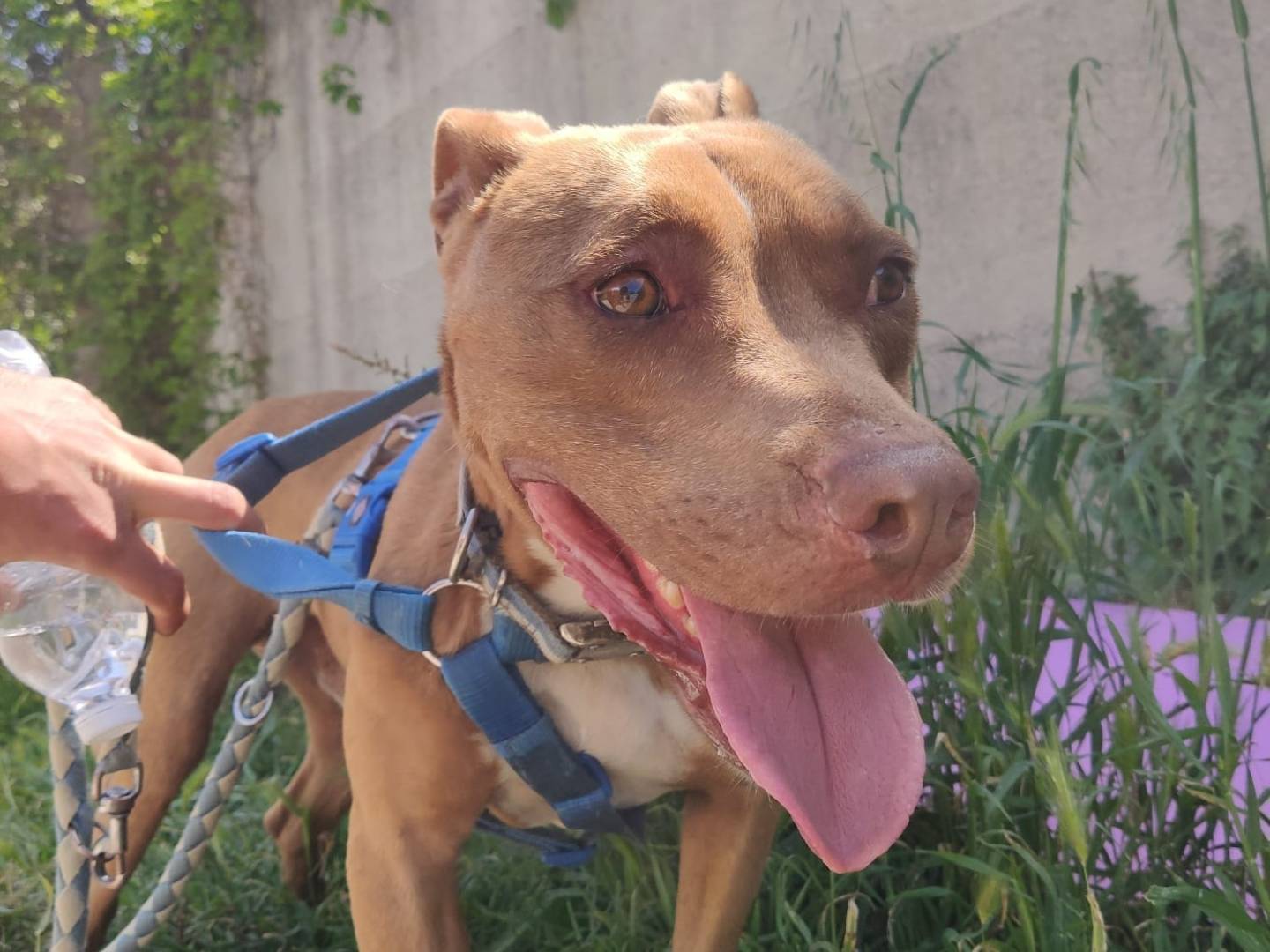 Adozione cane, maschio, Pitbull Razza sconosciuta, 6 anni  e 1 mese, taglia media, Caserta