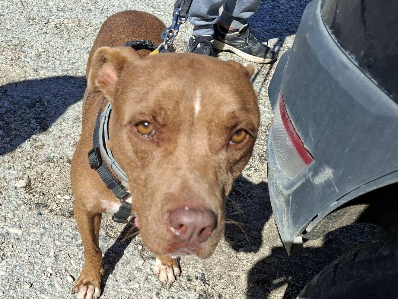 Adotta un cane, maschio, 6 anni  e 3 mesi , Caserta