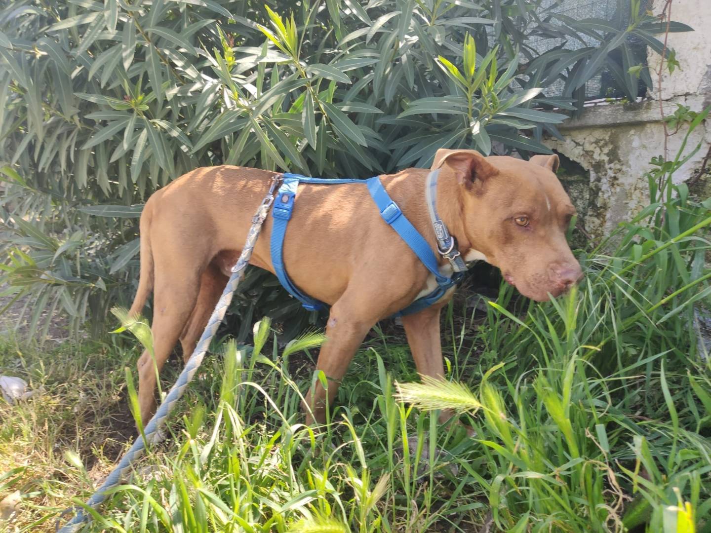 Adotta un cane, taglia media, maschio, Caserta