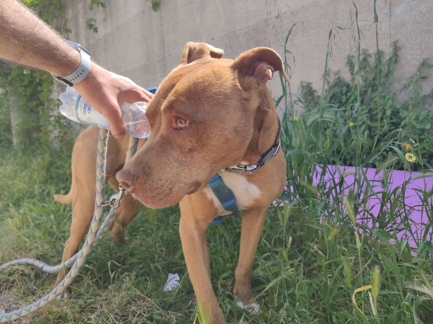Vuoi adottare un cane a Caserta?