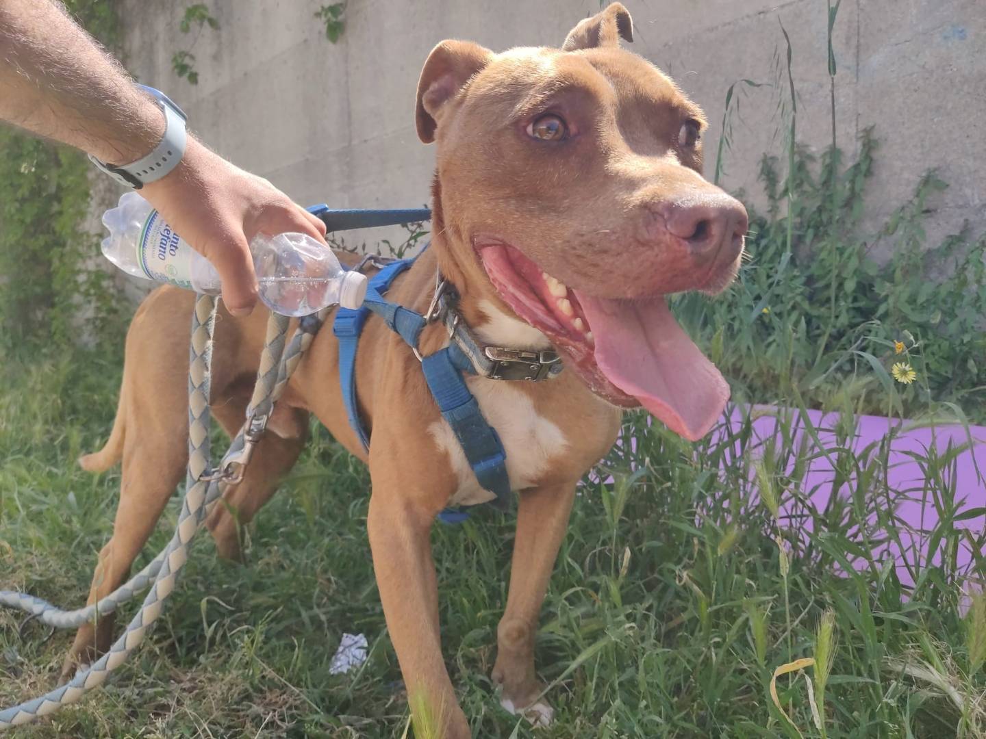 Adotta il cane BRIAN a Caserta