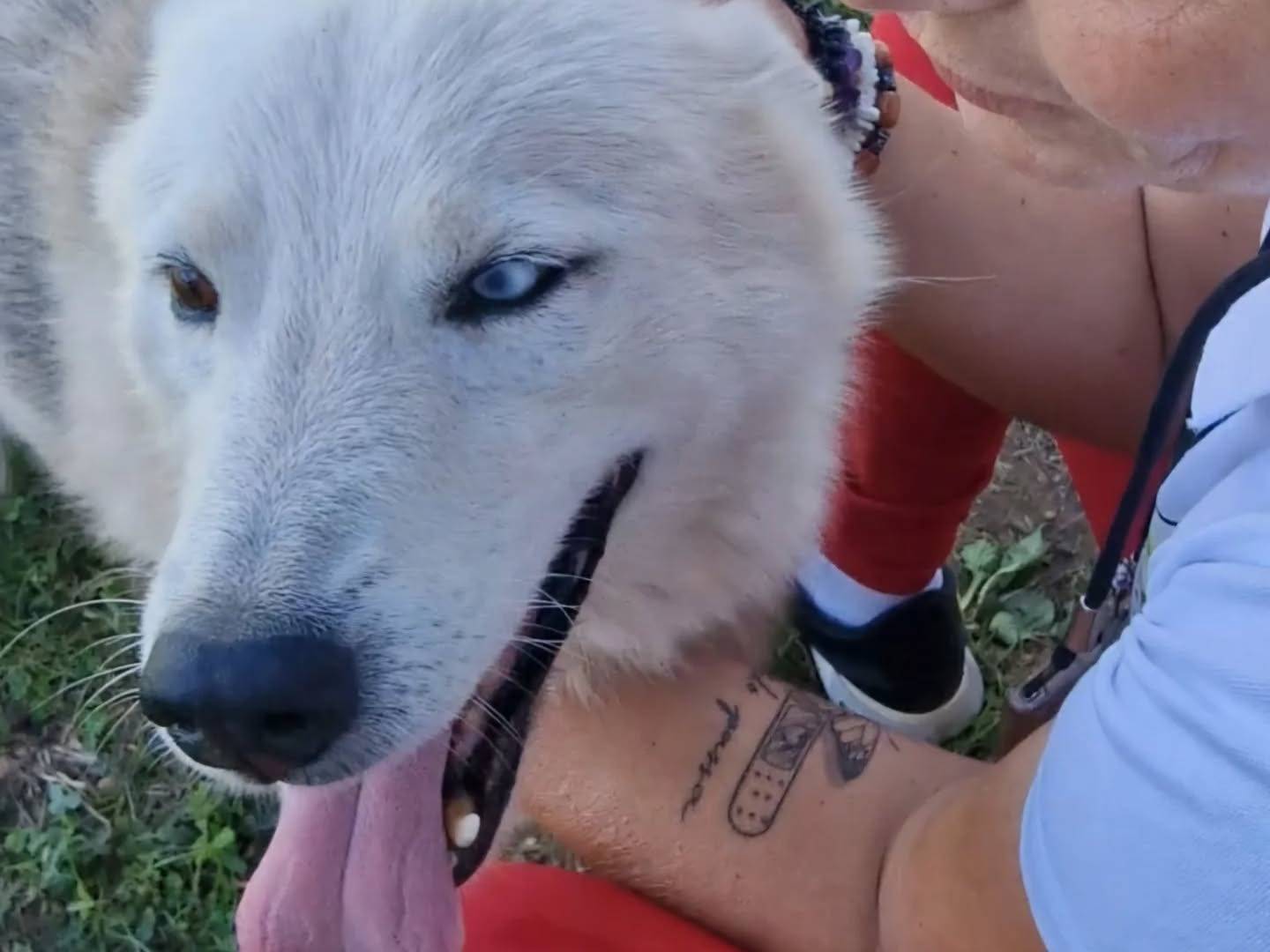 Vuoi adottare un cane a Napoli?