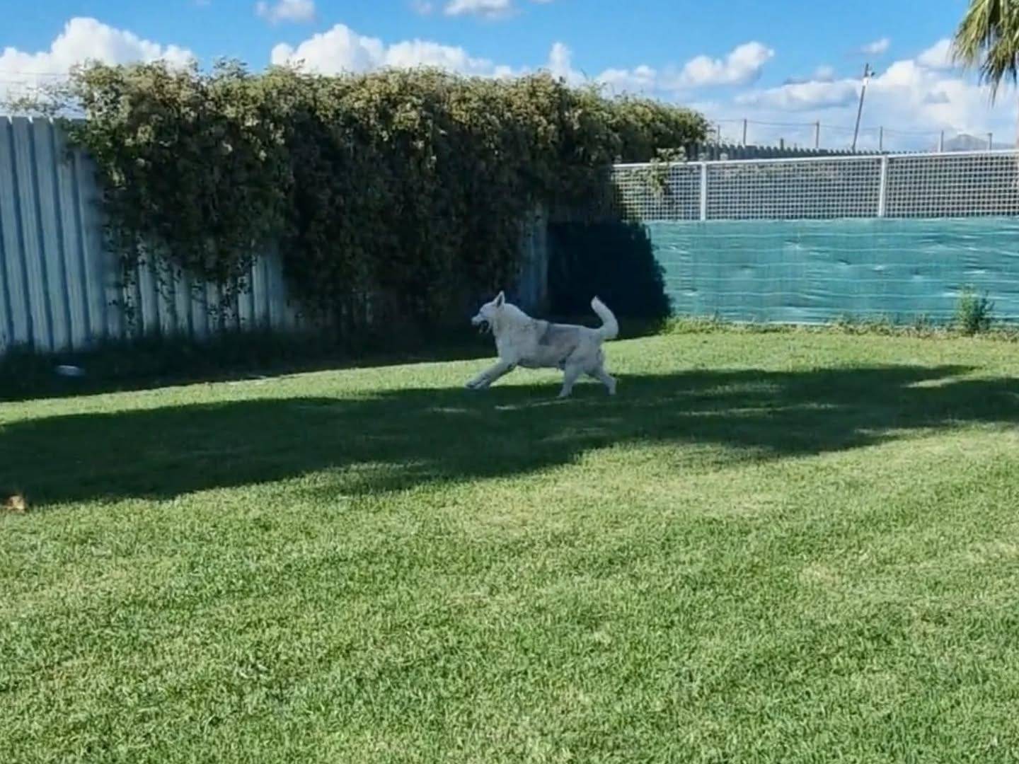 Adotta il cane King a Napoli