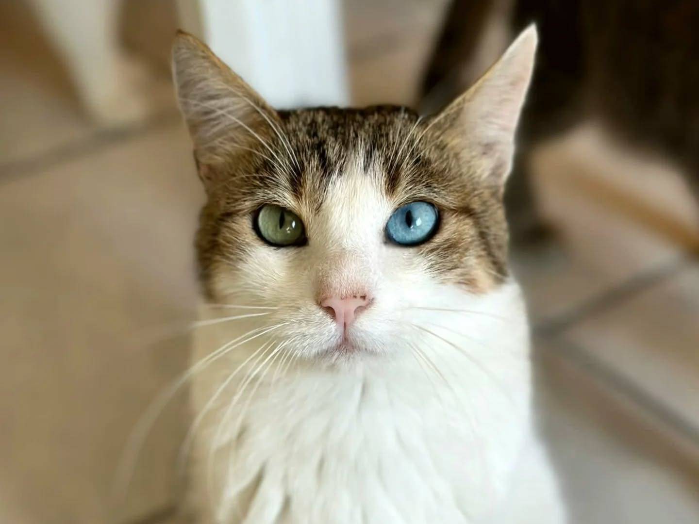 Foto dell'animale