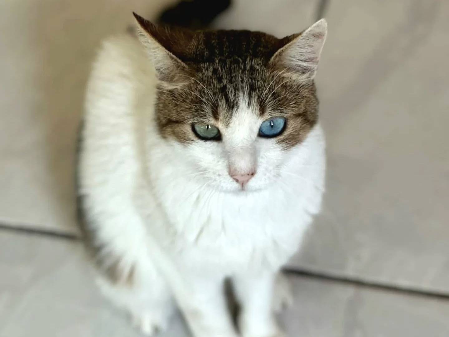 Adotta un gatto, maschio, 2 anni  e 6 mesi , Napoli