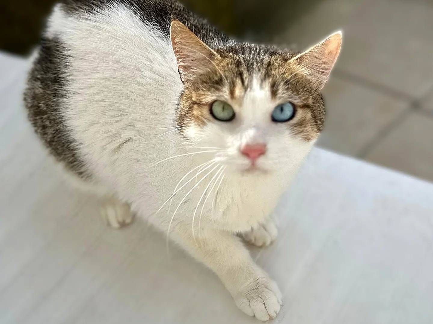 Adotta un gatto, taglia non valida, maschio, Napoli