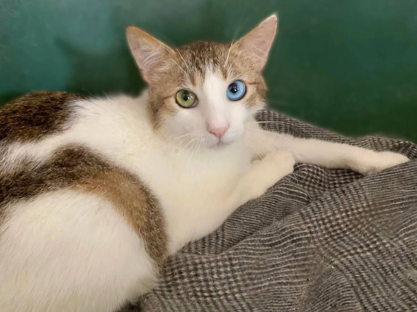 Vuoi adottare un gatto a Napoli?
