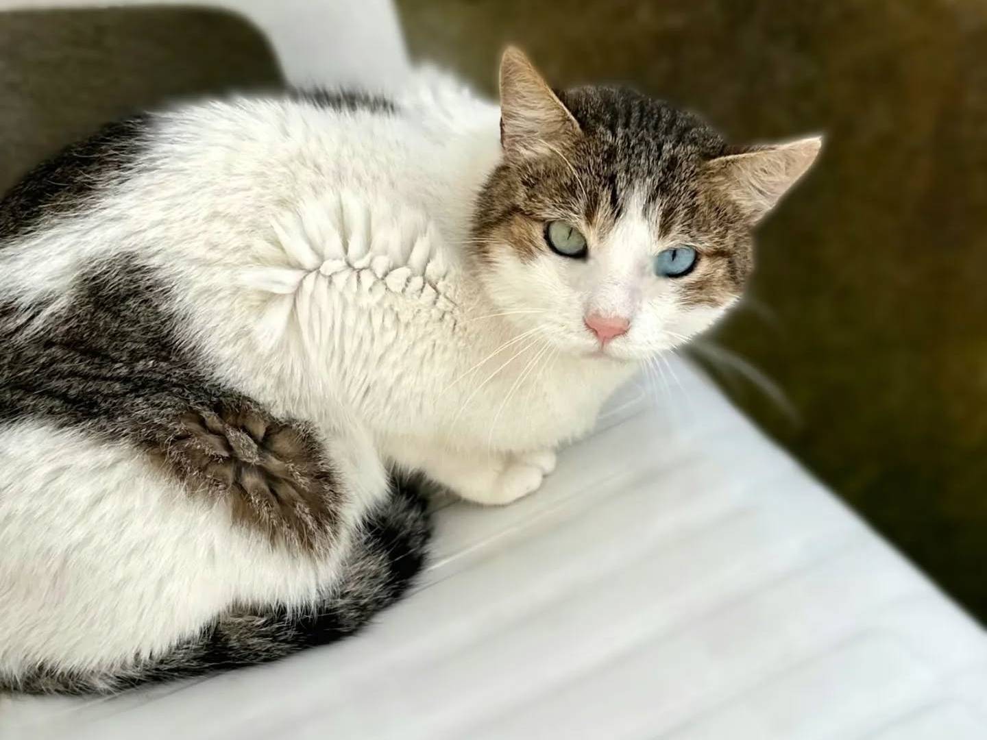Adotta il gatto Romeo a Napoli