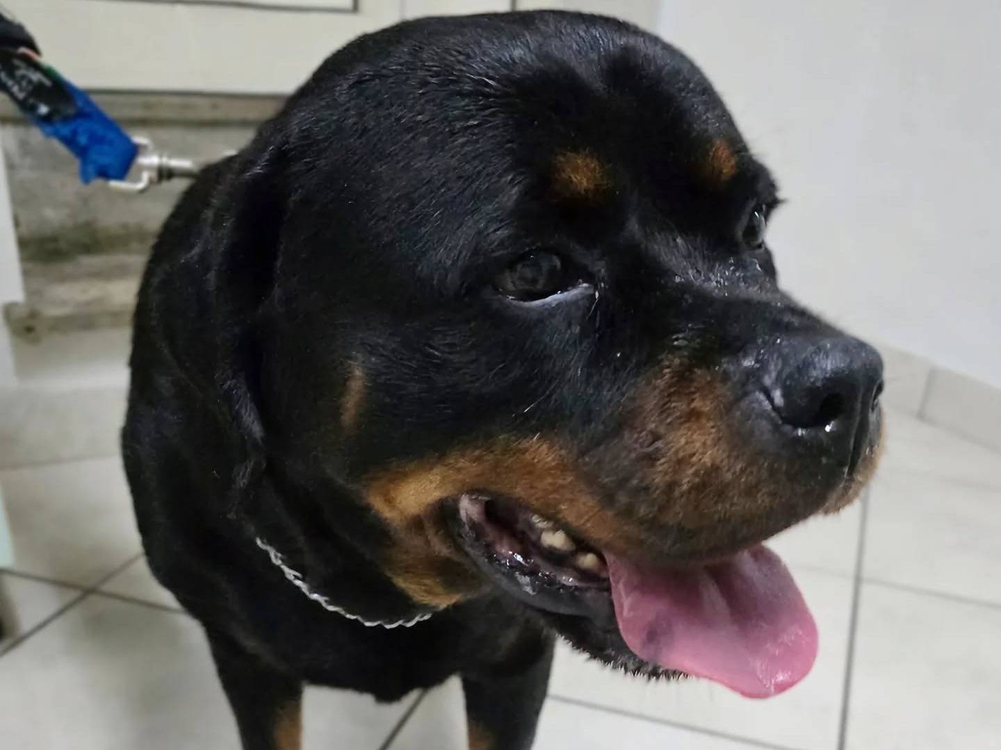 Adotta un cane, femmina, 7 anni  e 2 mesi , Napoli