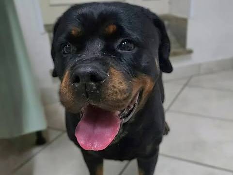 Adotta un cane, taglia gigante, femmina, Napoli
