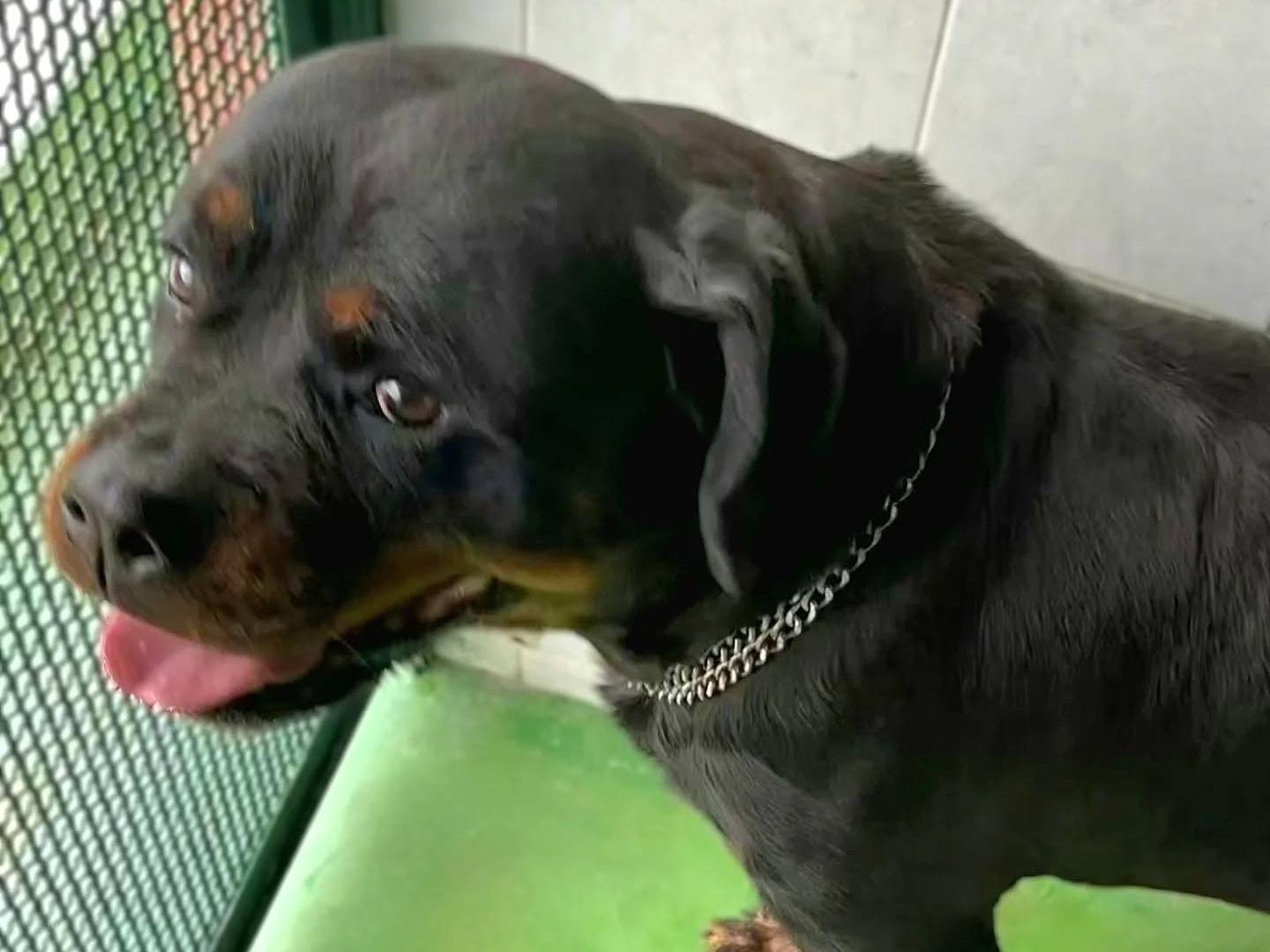Vuoi adottare un cane a Napoli?