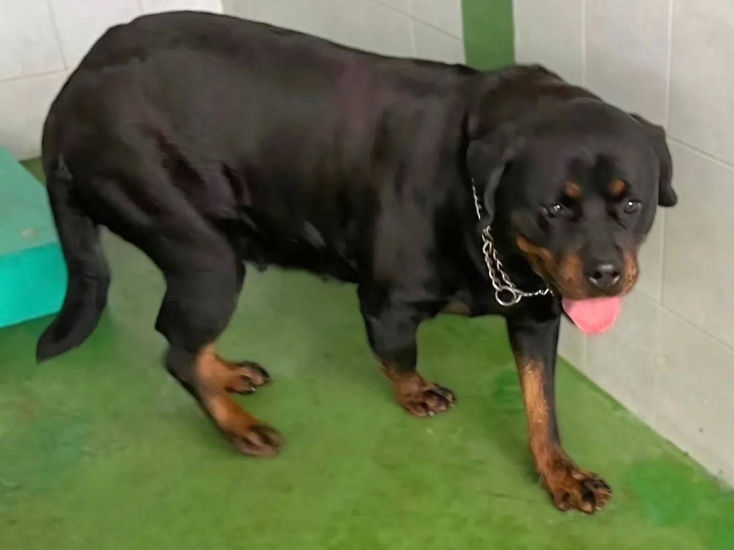 Adotta il cane Azzurra a Napoli