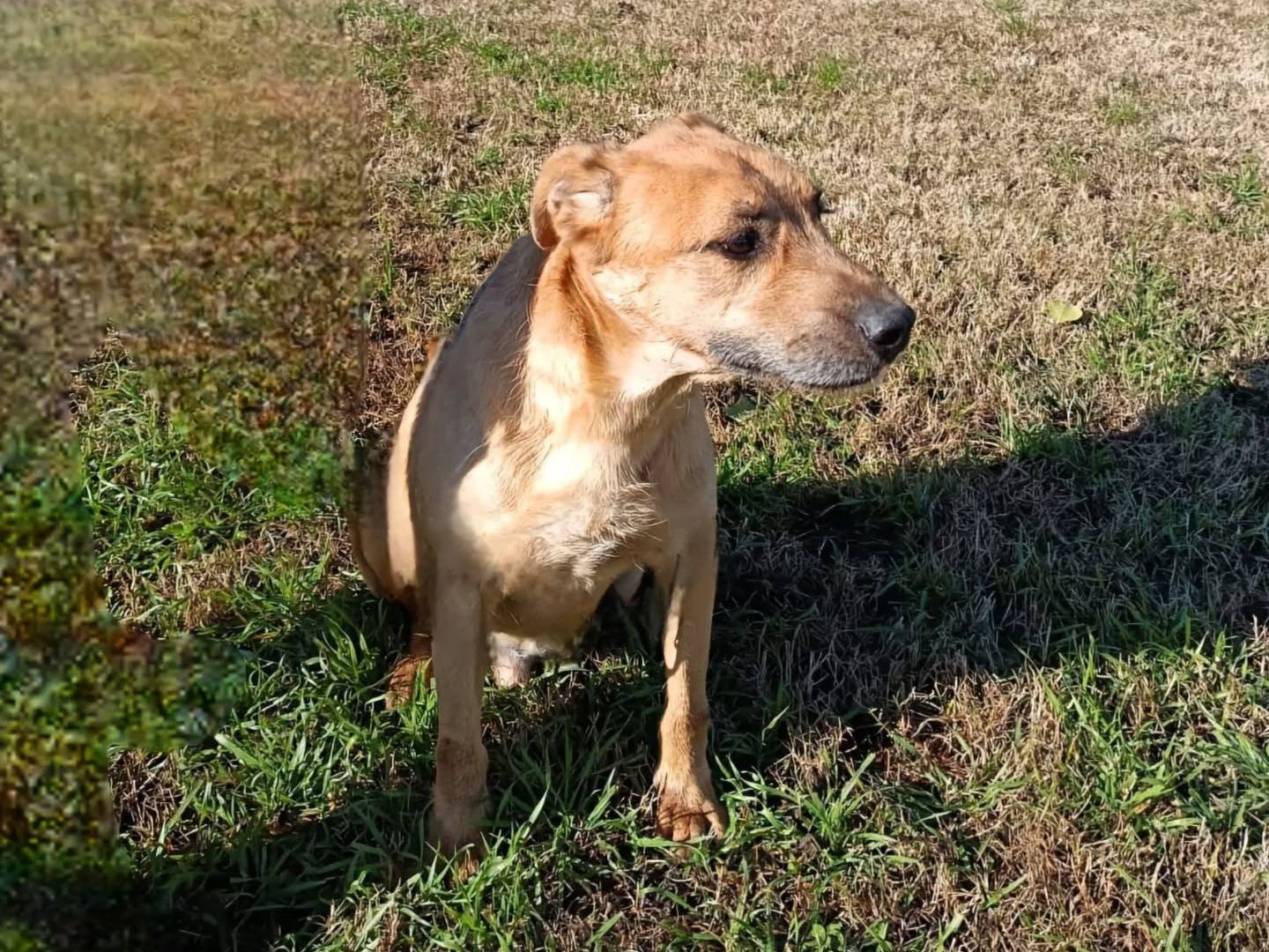 Vuoi adottare un cane a Napoli?
