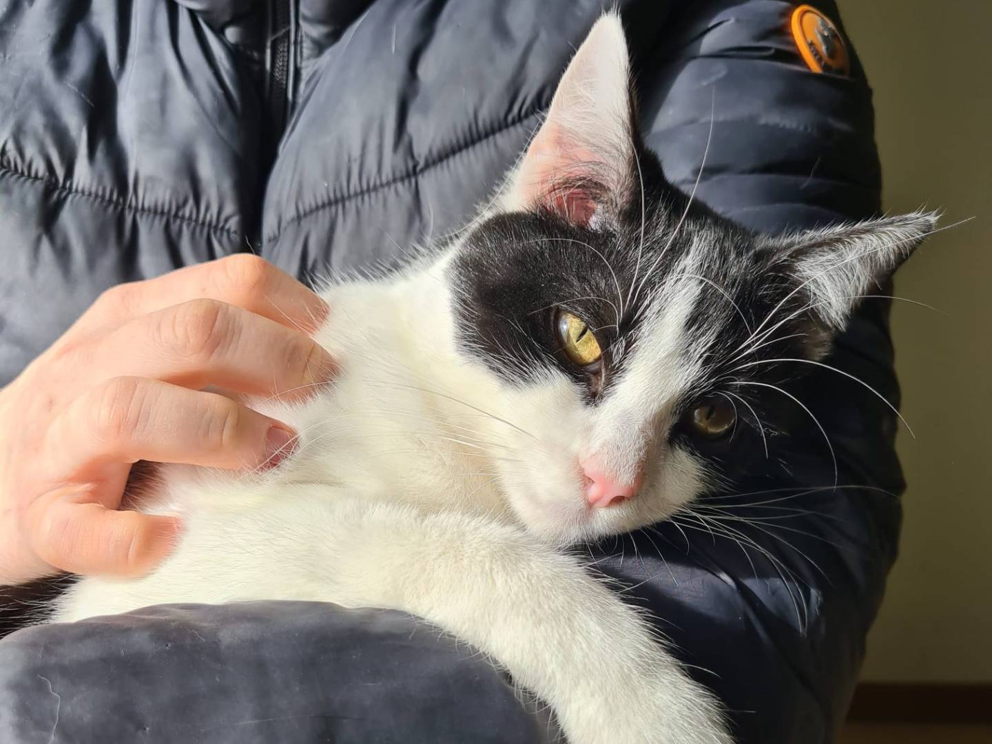 Adotta un gatto, maschio, 7 mesi, Bari