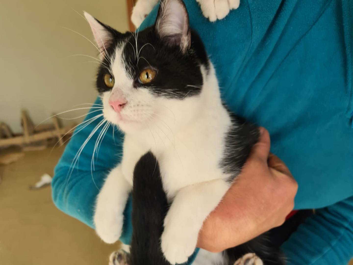 Adotta il gatto George a Bari
