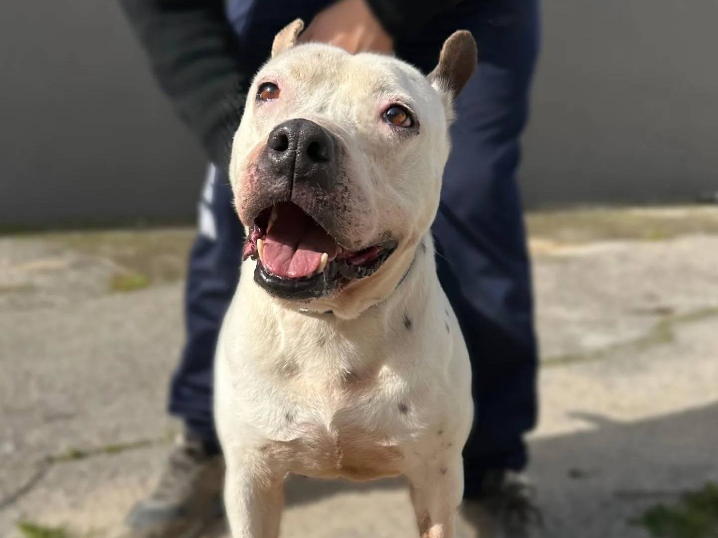 Adotta il cane Mary a Napoli