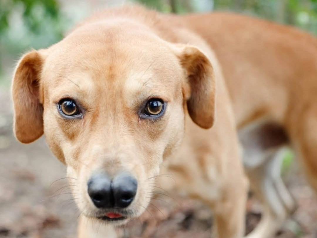 Foto dell'animale