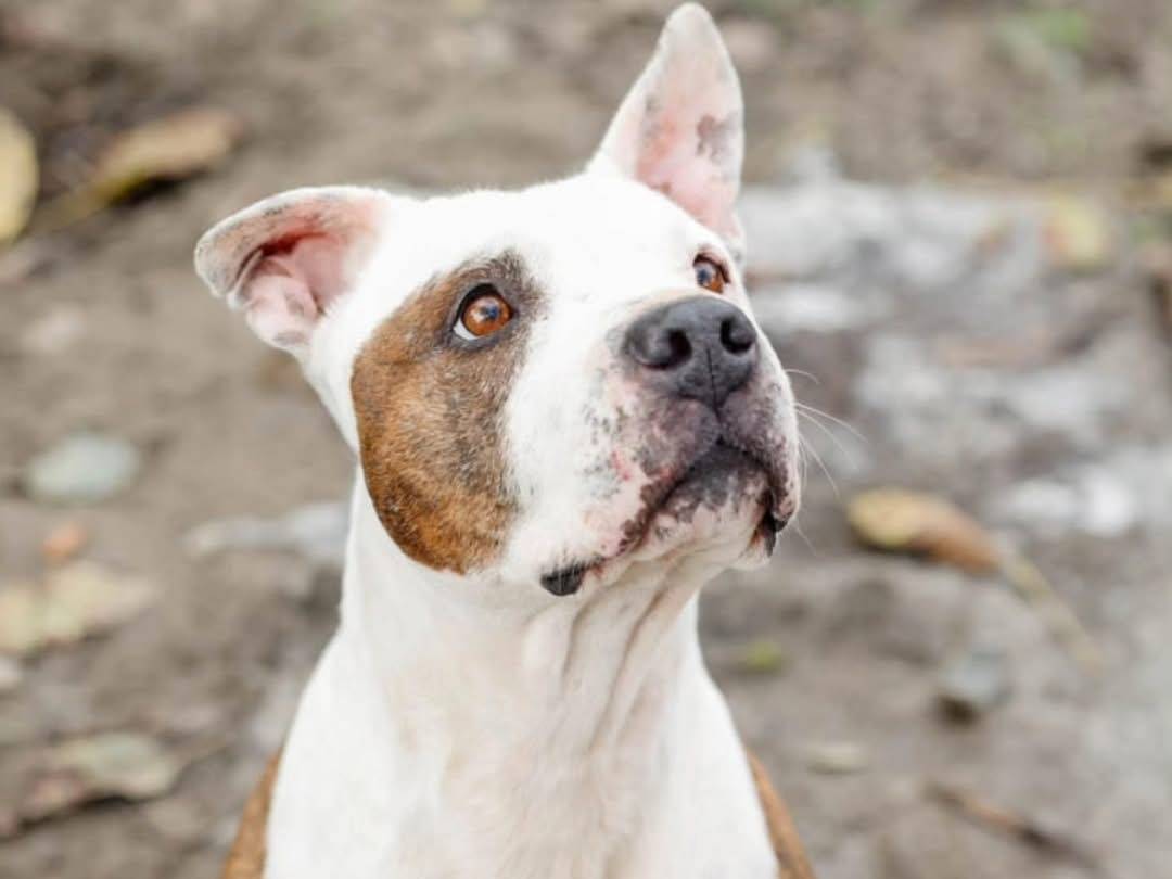 Adozione cane, maschio, Pitbull Razza sconosciuta, 4 anni  e 10 mesi , taglia media, Torino