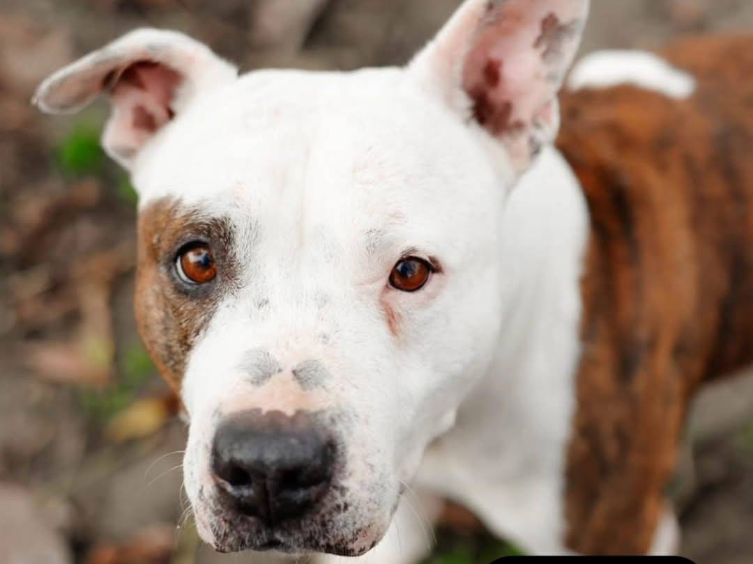 Vuoi adottare un cane a Torino?