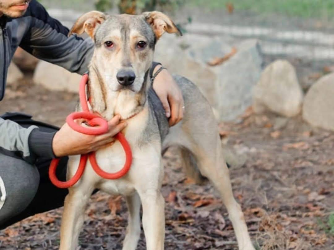 Foto dell'animale
