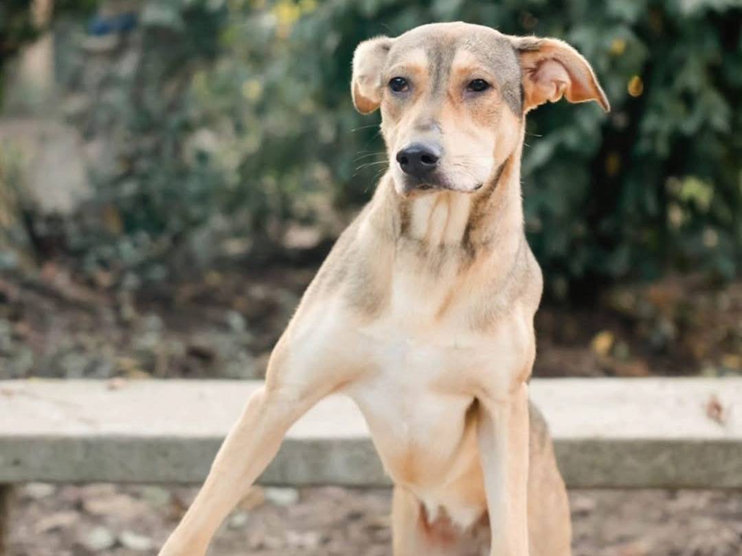 Adotta un cane, femmina, 3 anni  e 3 mesi , Torino