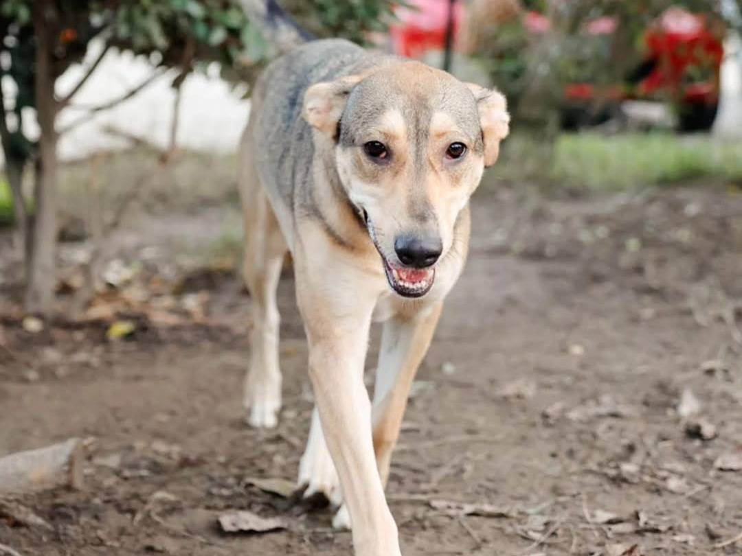 Adotta un cane, taglia media, femmina, Torino