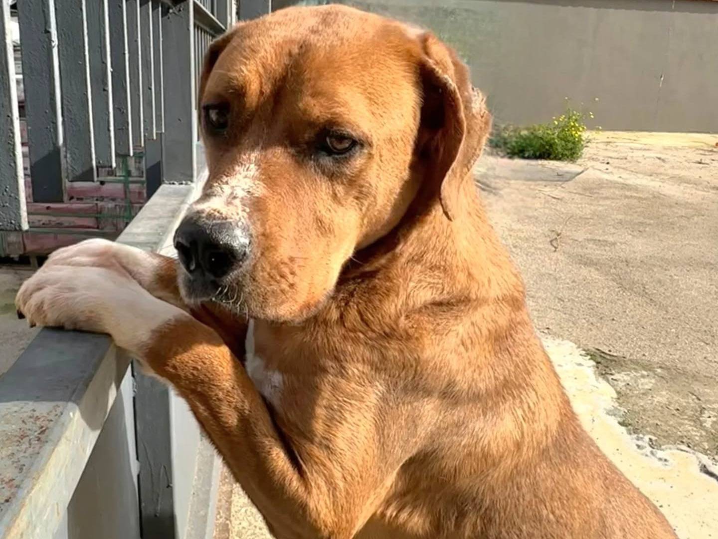 Adotta un cane, maschio, 2 anni  e 5 mesi , Napoli