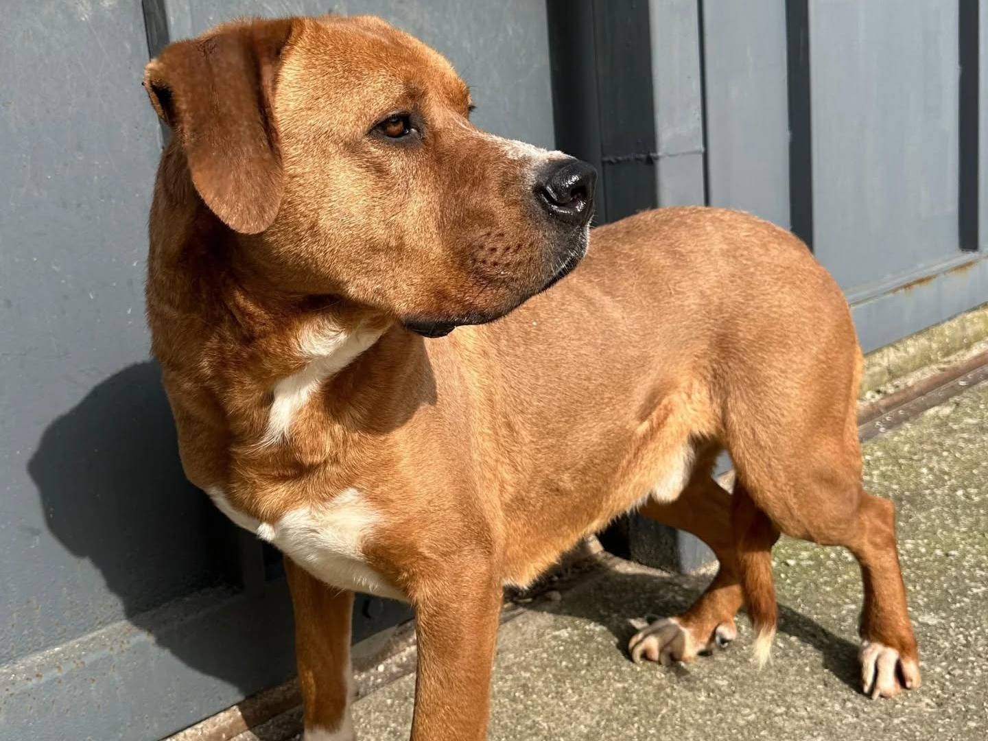 Adotta un cane, taglia gigante, maschio, Napoli