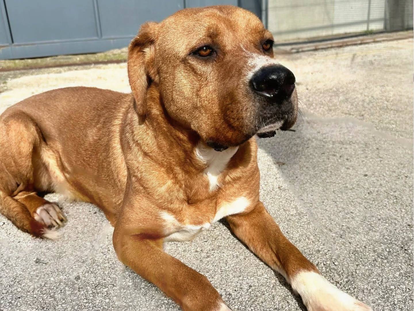 Vuoi adottare un cane a Napoli?