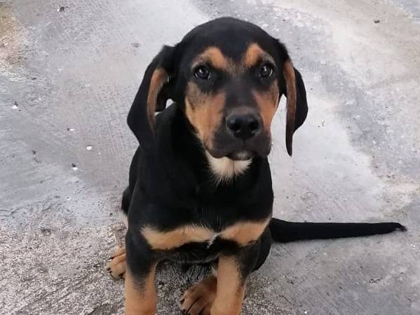 Adotta un cane, maschio, 7 mesi, Torino